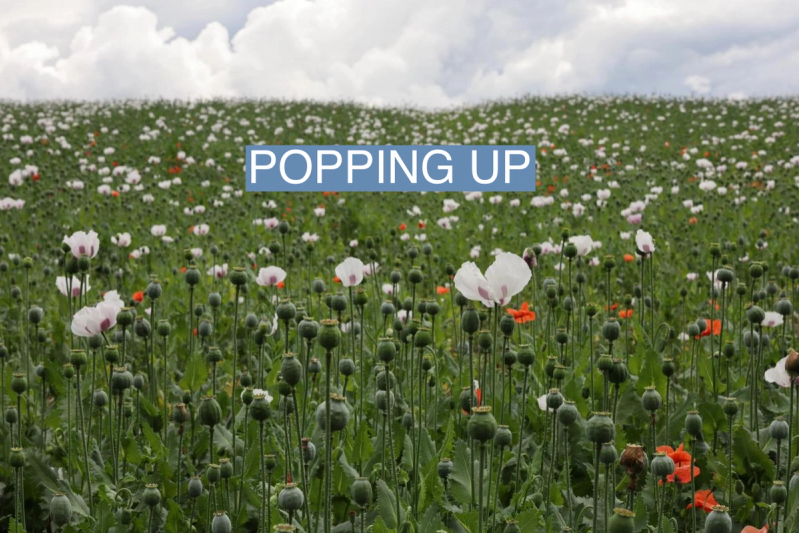 A field of poppies near Milíčov ponds, Prague.