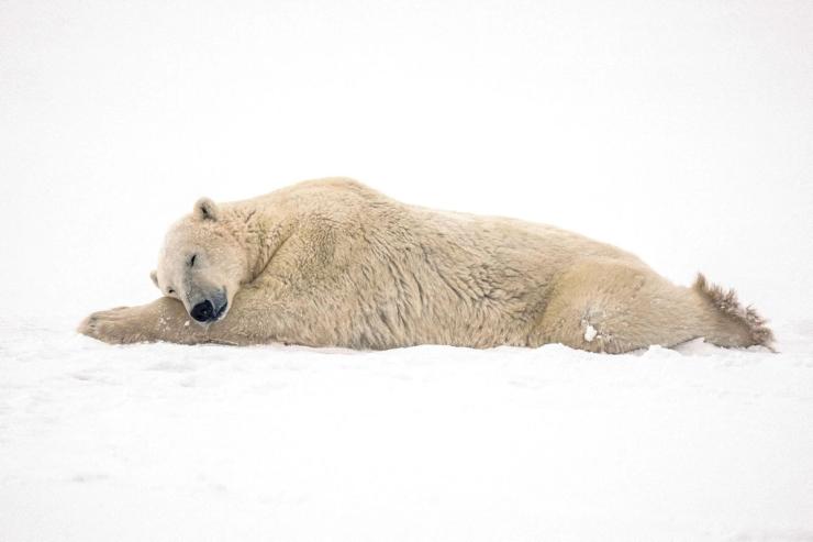 A photo of a polar bear.