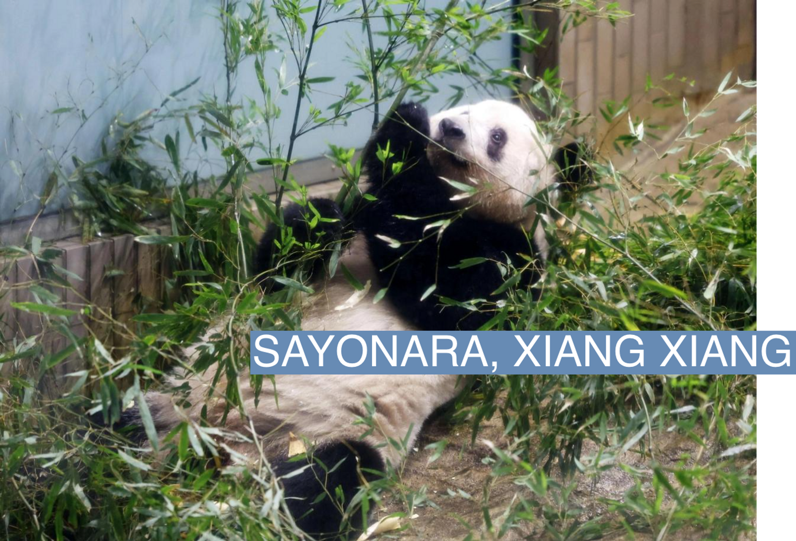 How has China's panda diplomacy evolved and where are its stars now?