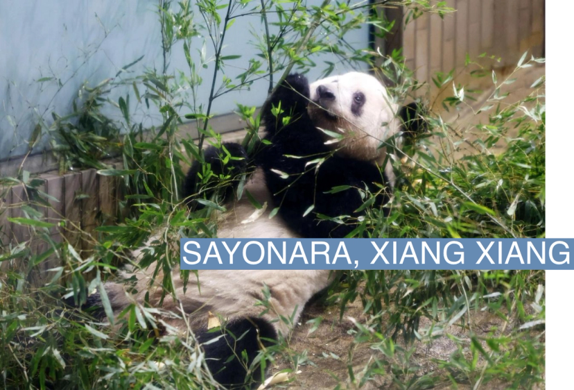xiang-xiang-japan-s-beloved-giant-panda-departs-for-china-semafor