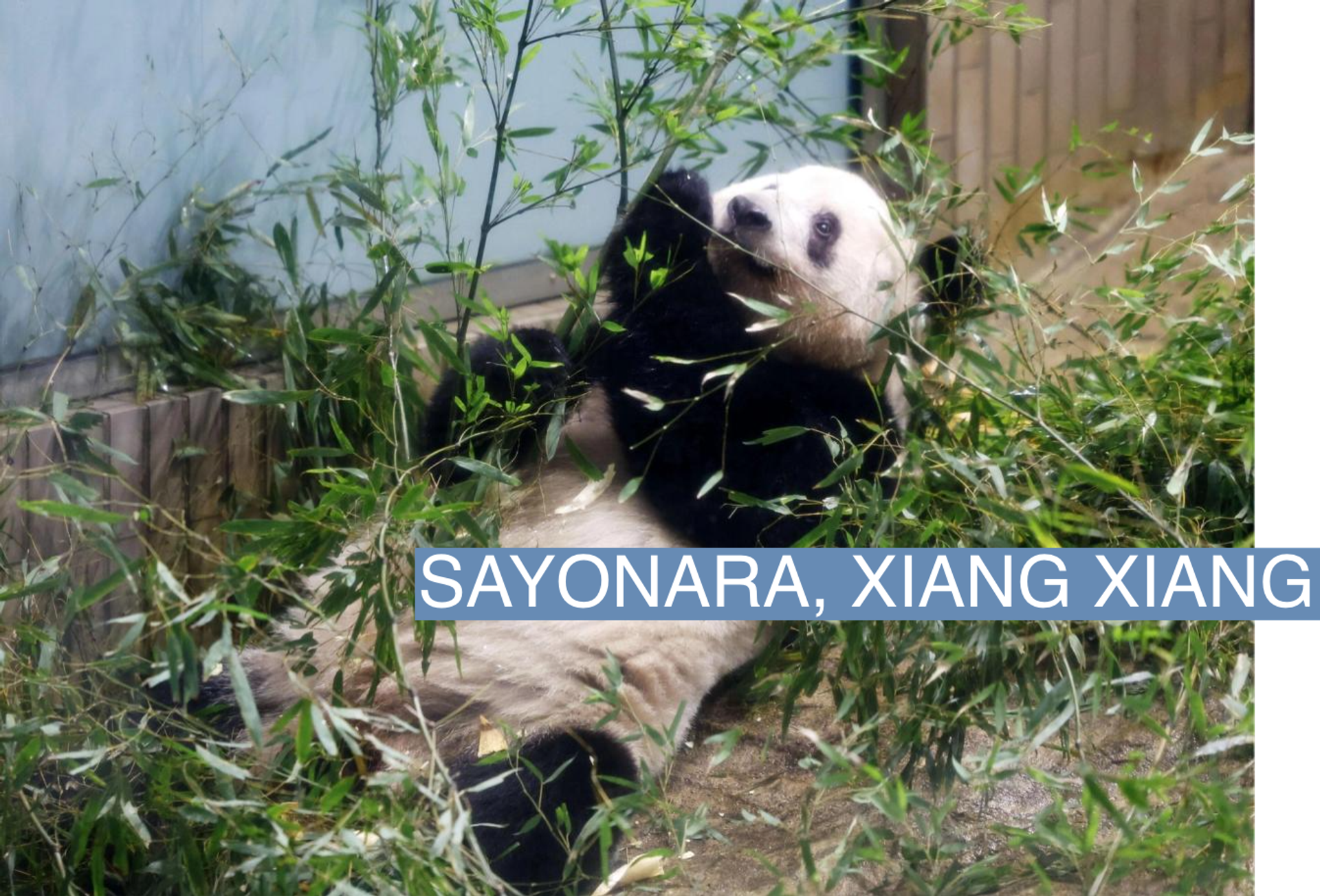 Giant panda Xiang Xiang spends her last day in front of visitors at Tokyo's Ueno Zoological Gardens on Feb. 19, 2023, before she is sent to China.