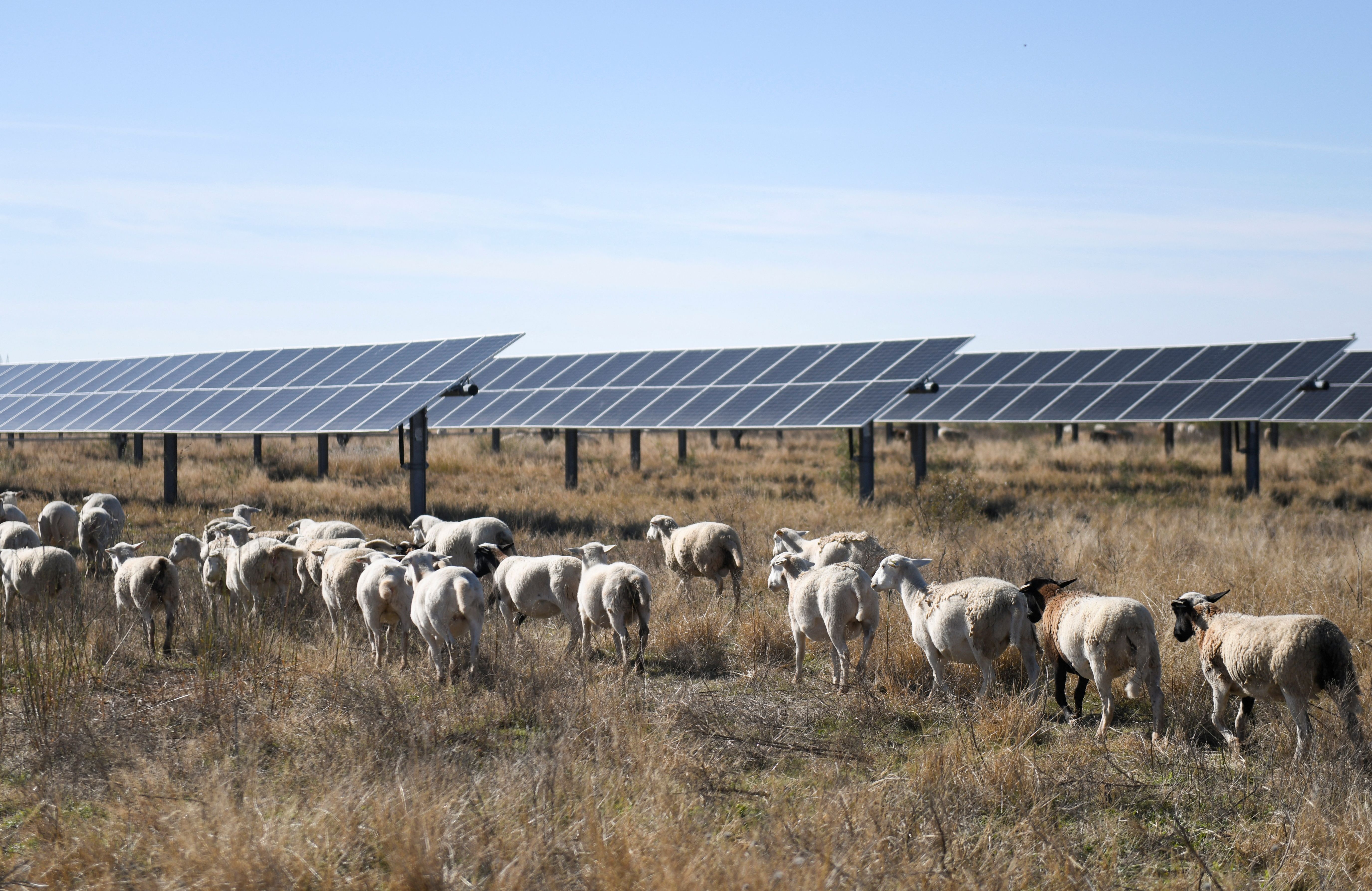 Sheep graze under solar panels on a farm in Texas. 