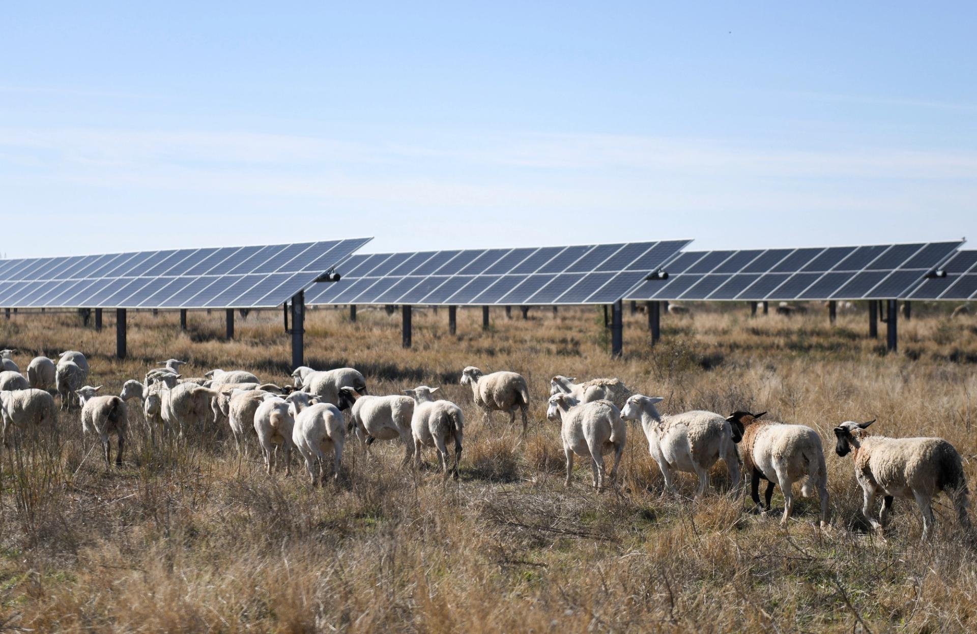 Sheep graze under solar panels on a farm in Texas. 