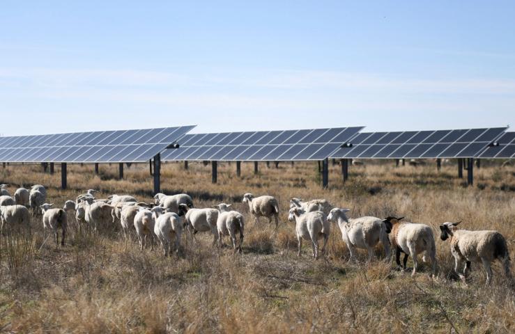 Sheep graze under solar panels on a farm in Texas.