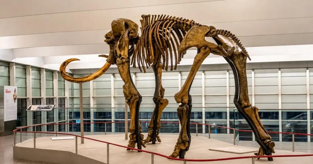 A mammoth skeleton.