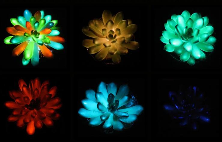 Glow in the dark plants.