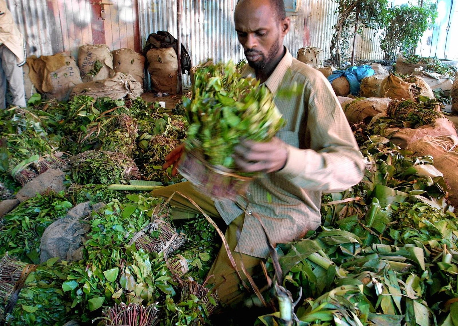 A Somali trader handling khat. 