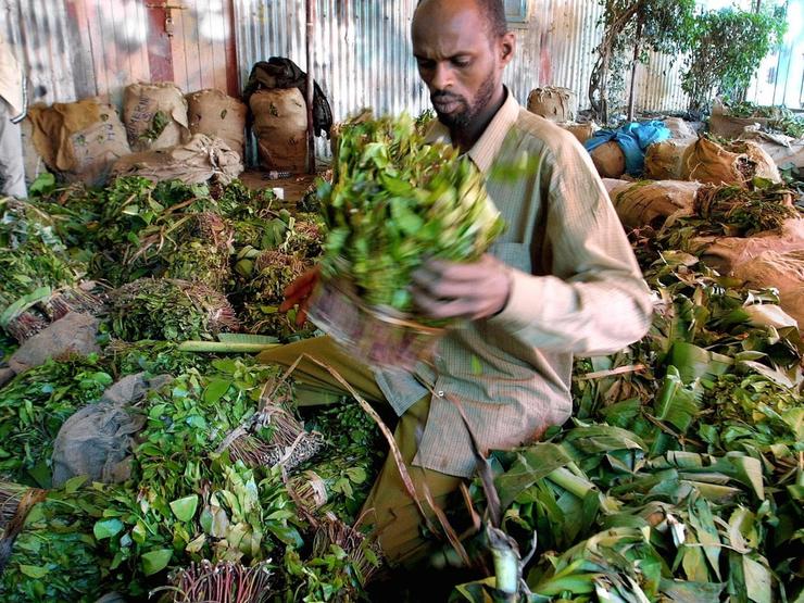 A Somali trader handling khat.