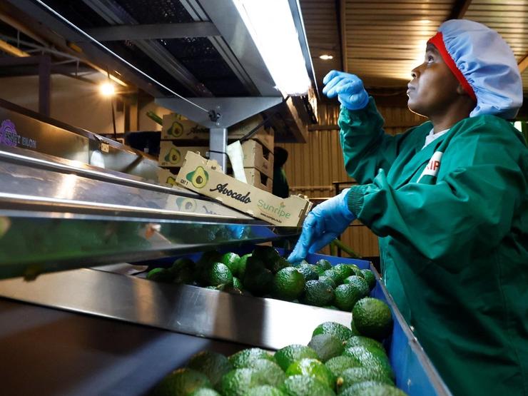 A worker sorts avocados for export at the Sunripe fresh fruits exporters factory in Kenya June 4, 2026.