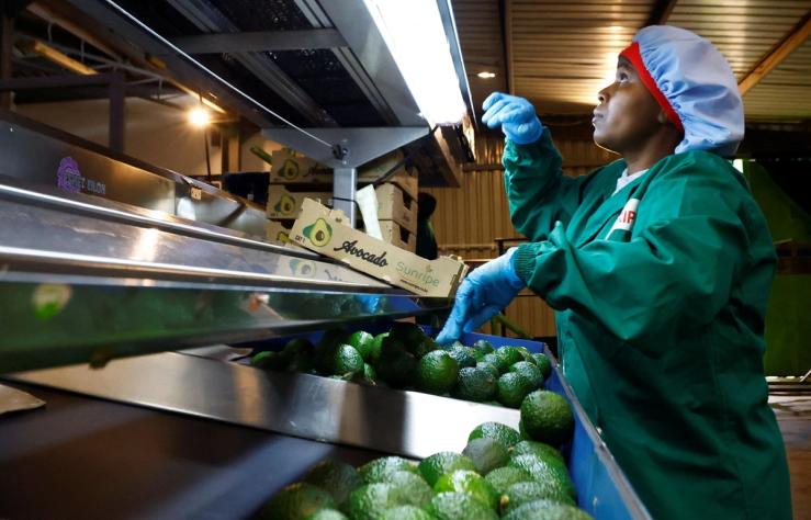 A worker sorts avocados for export at the Sunripe fresh fruits exporters factory in Kenya June 4, 2026.