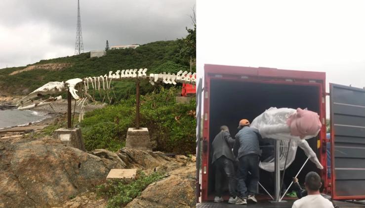 Damaged skeleton (L) and new replica. Swire Institute of Marine Science