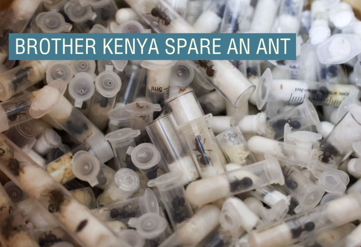 Samples of garden ants in syringes presented to a court in Nairobi, Kenya.