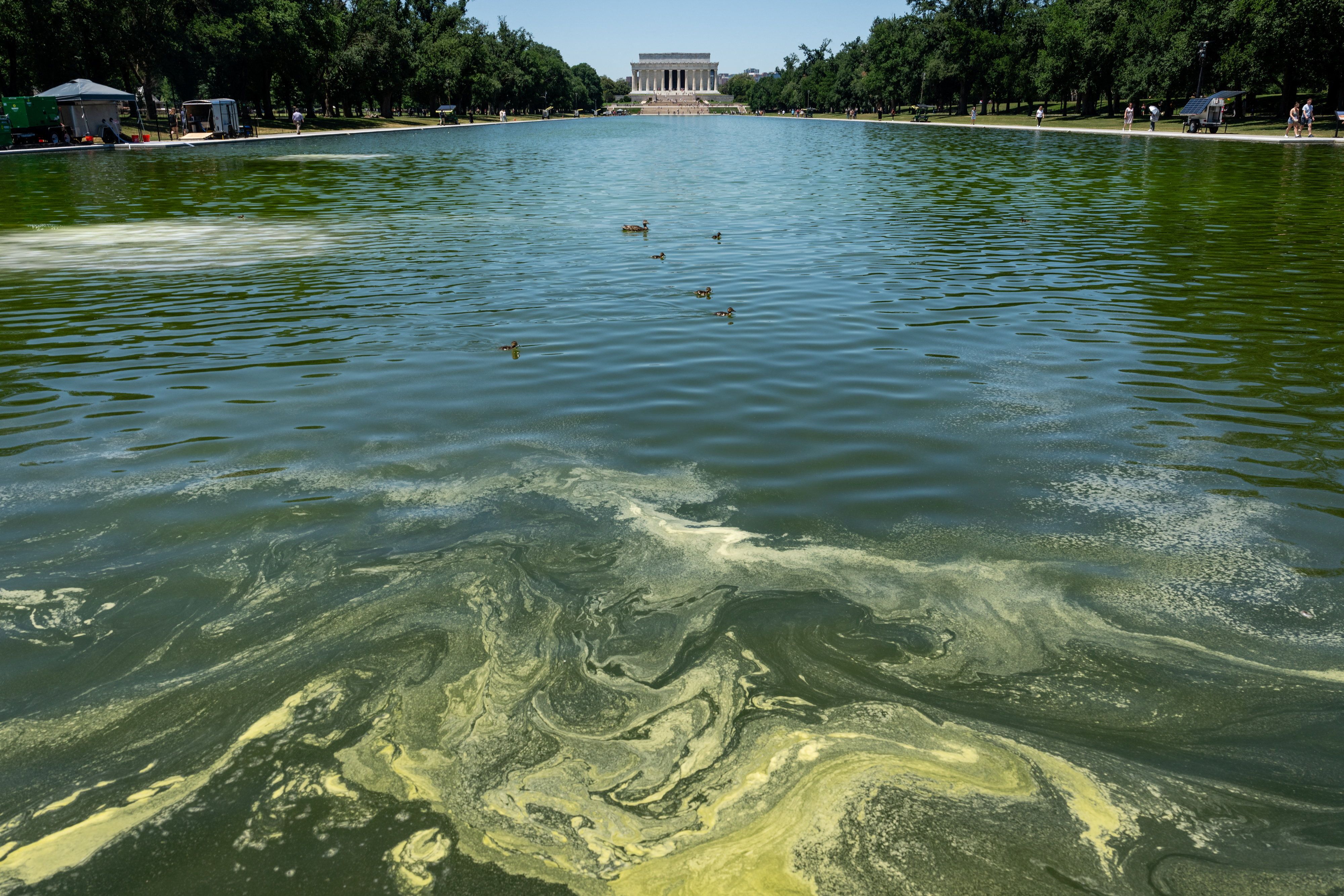 Algae in the Reflecting Pool