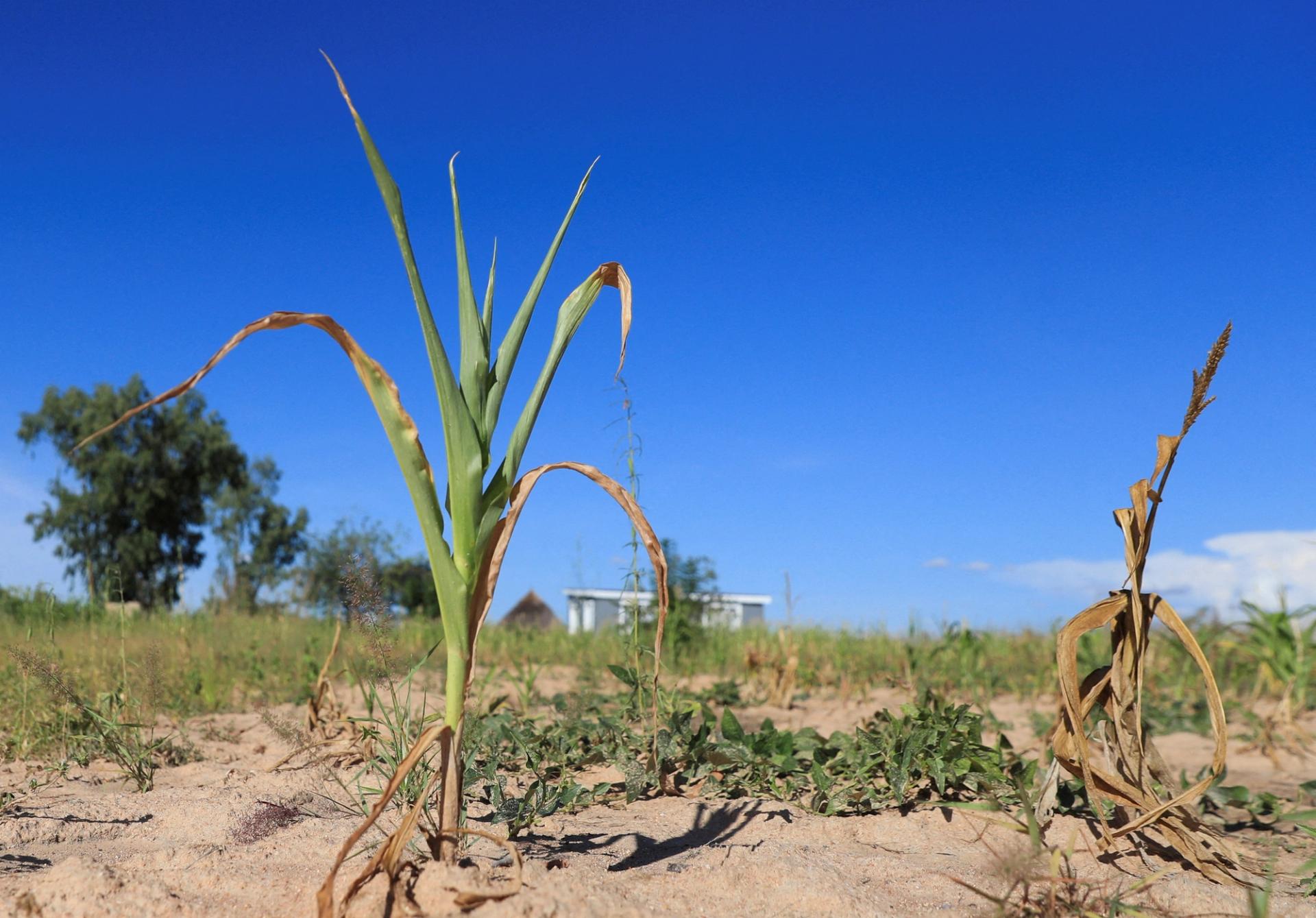 Wilted maize crops in Mumijo, Zimbabwe.