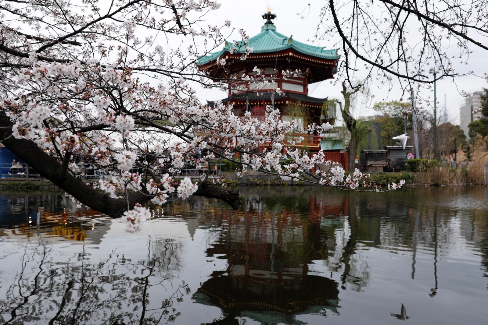 A view shows cherry blossom trees over a pond at Ueno park in Tokyo, Japan, March 21, 2023. REUTERS/Androniki Christodoulou