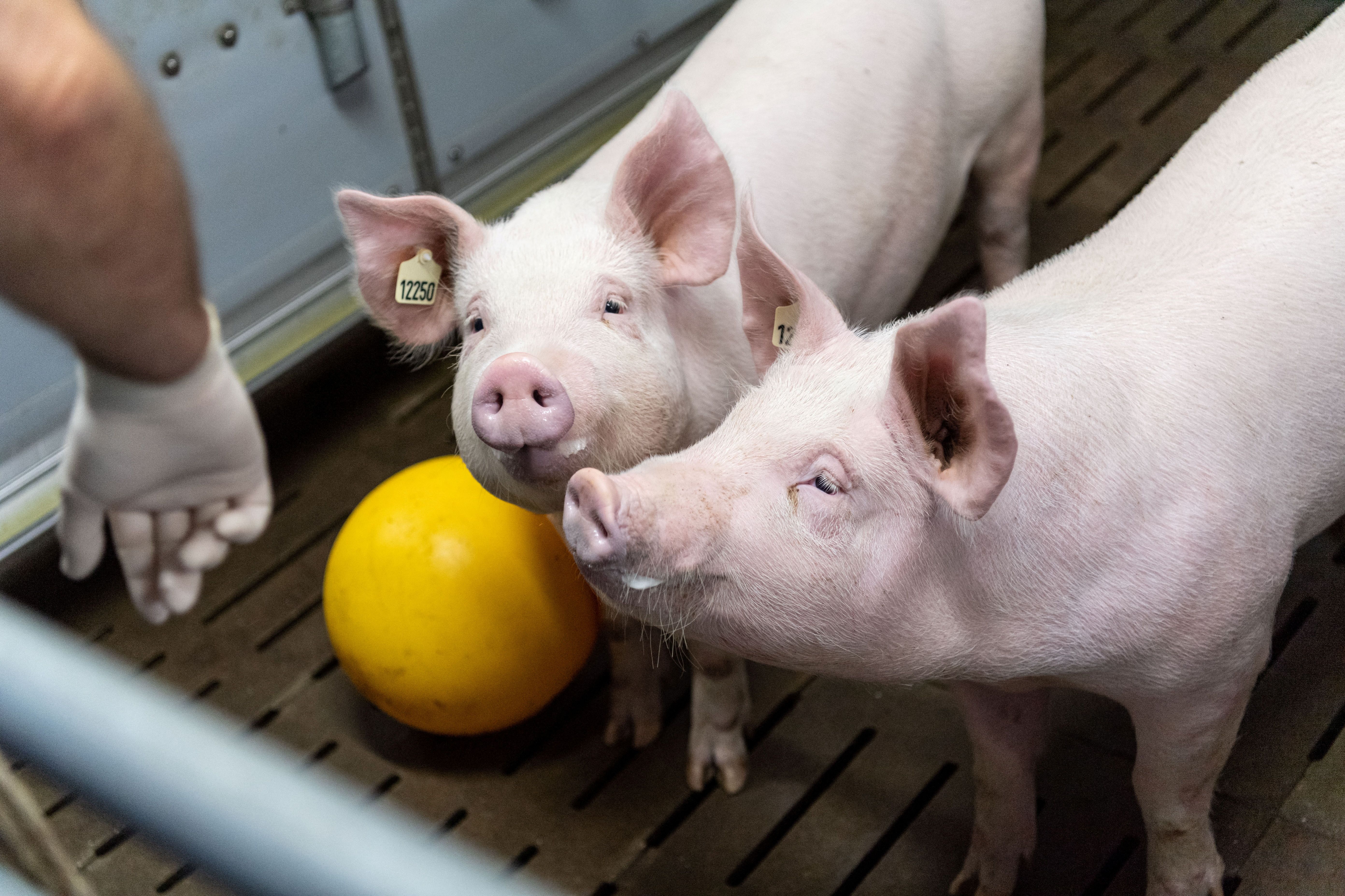 Pigs stand in a barn of the of Ludwig-Maximilians-University Munich at the Badersfeld bog test farm in Oberschleissheim, Germany