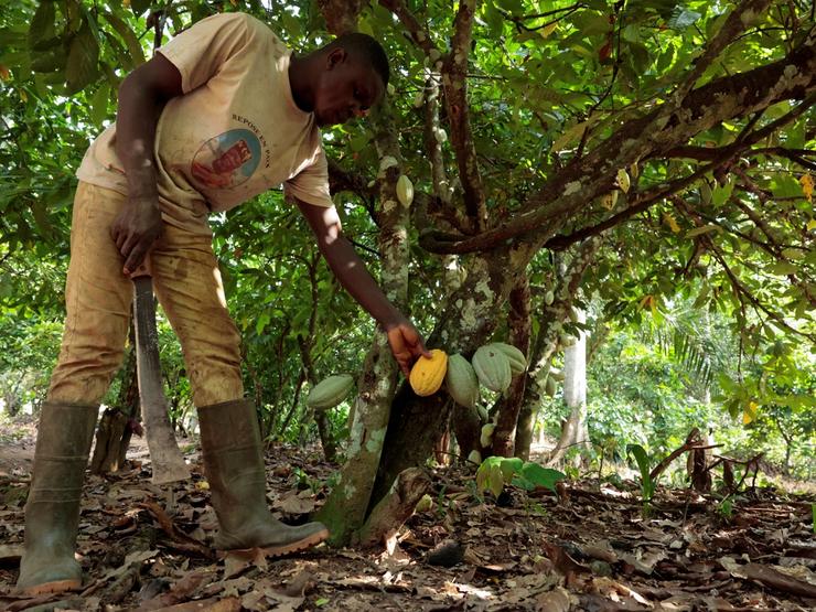 A farmer examines a cocoa pod at his farm near the village of Digrikro in Daloa, Ivory Coast.
