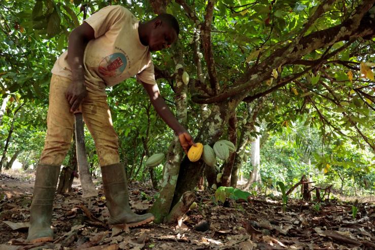 A farmer examines a cocoa pod at his farm near the village of Digrikro in Daloa, Ivory Coast.
