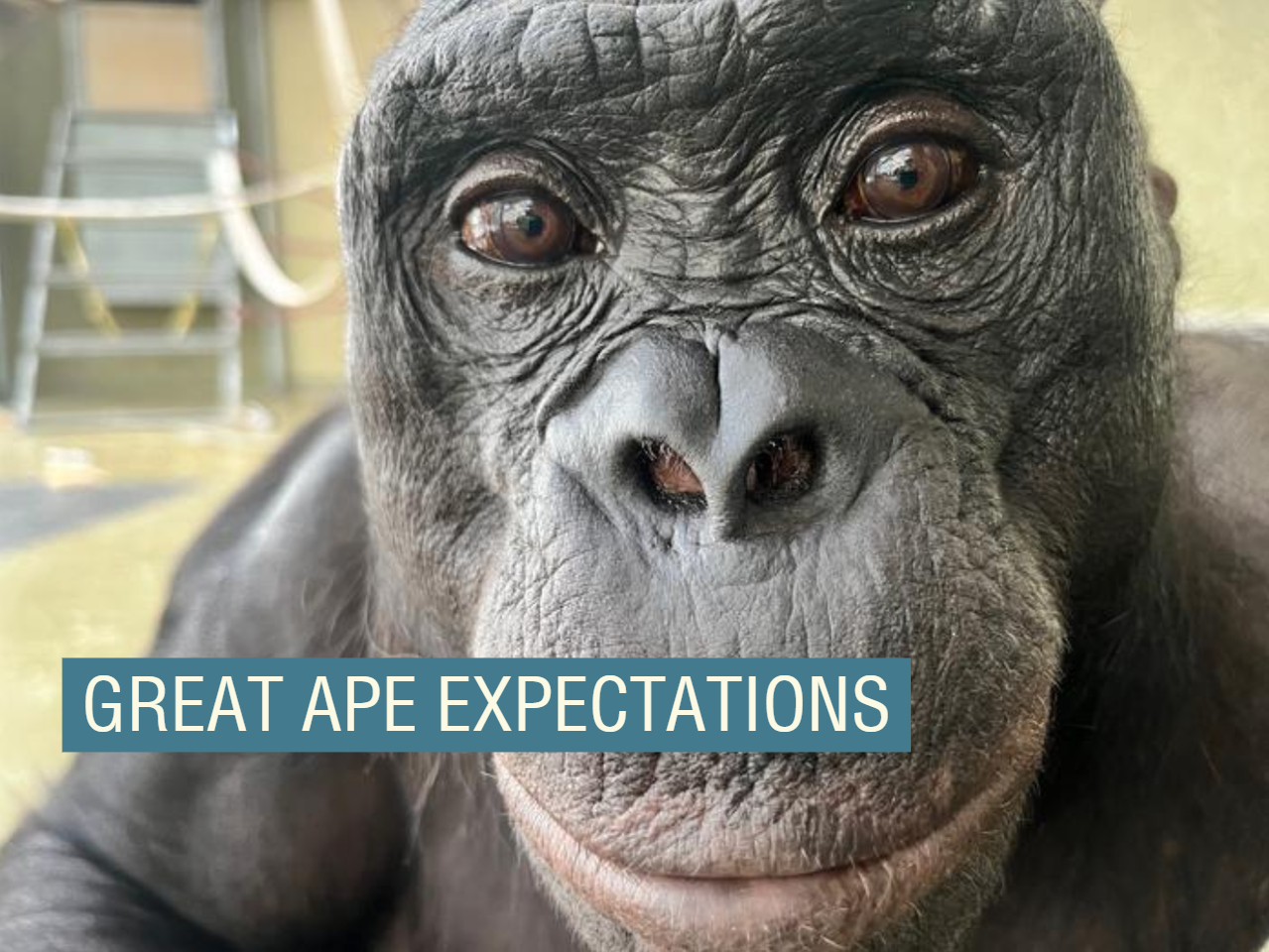 一只倭黑猩猩。