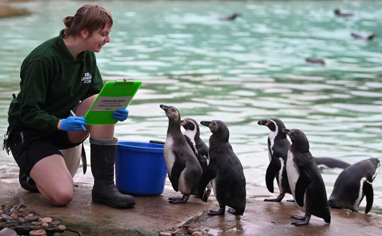 Keeper Jessica Ray poses with a clipboard amongst Humboldt penguins during the annual stocktake at ZSL London Zoo in London, Britain.