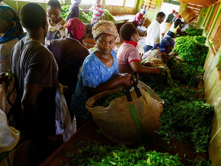 Tea farmers in Kenya sift through freshly plucked tea leaves.
