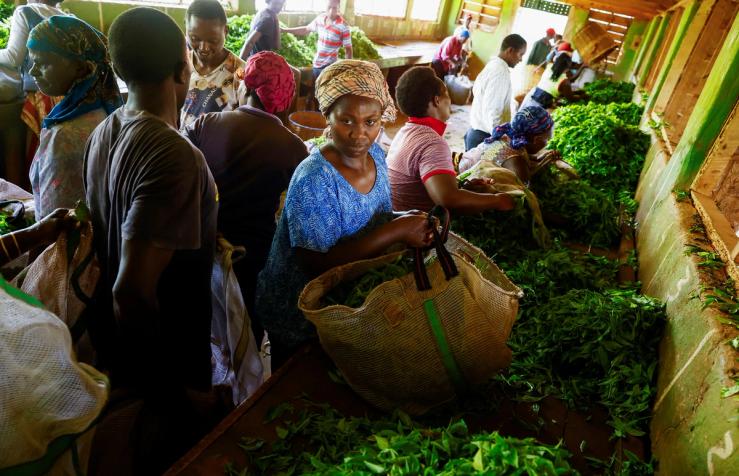 Tea farmers in Kenya sift through freshly plucked tea leaves.