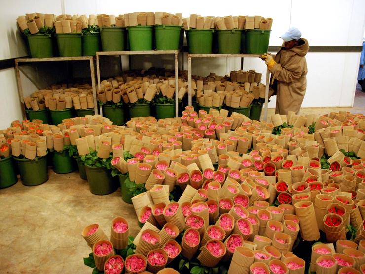 A view of the “packhouse” where flowers are de-leafed and boxed for export in Addis Ababa, Feb. 12, 2008.