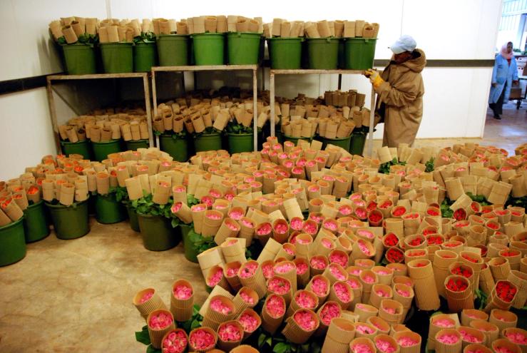A view of the “packhouse” where flowers are de-leafed and boxed for export in Addis Ababa, Feb. 12, 2008.