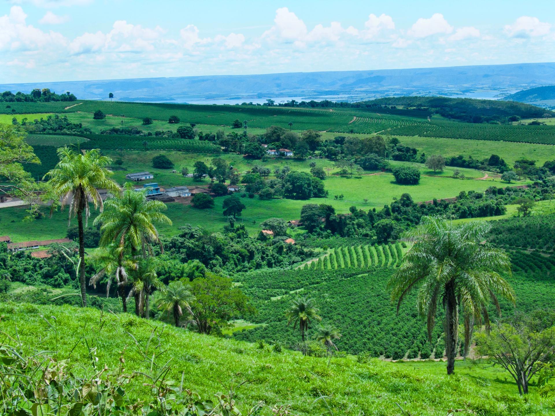 A coffee farm in Brazil.