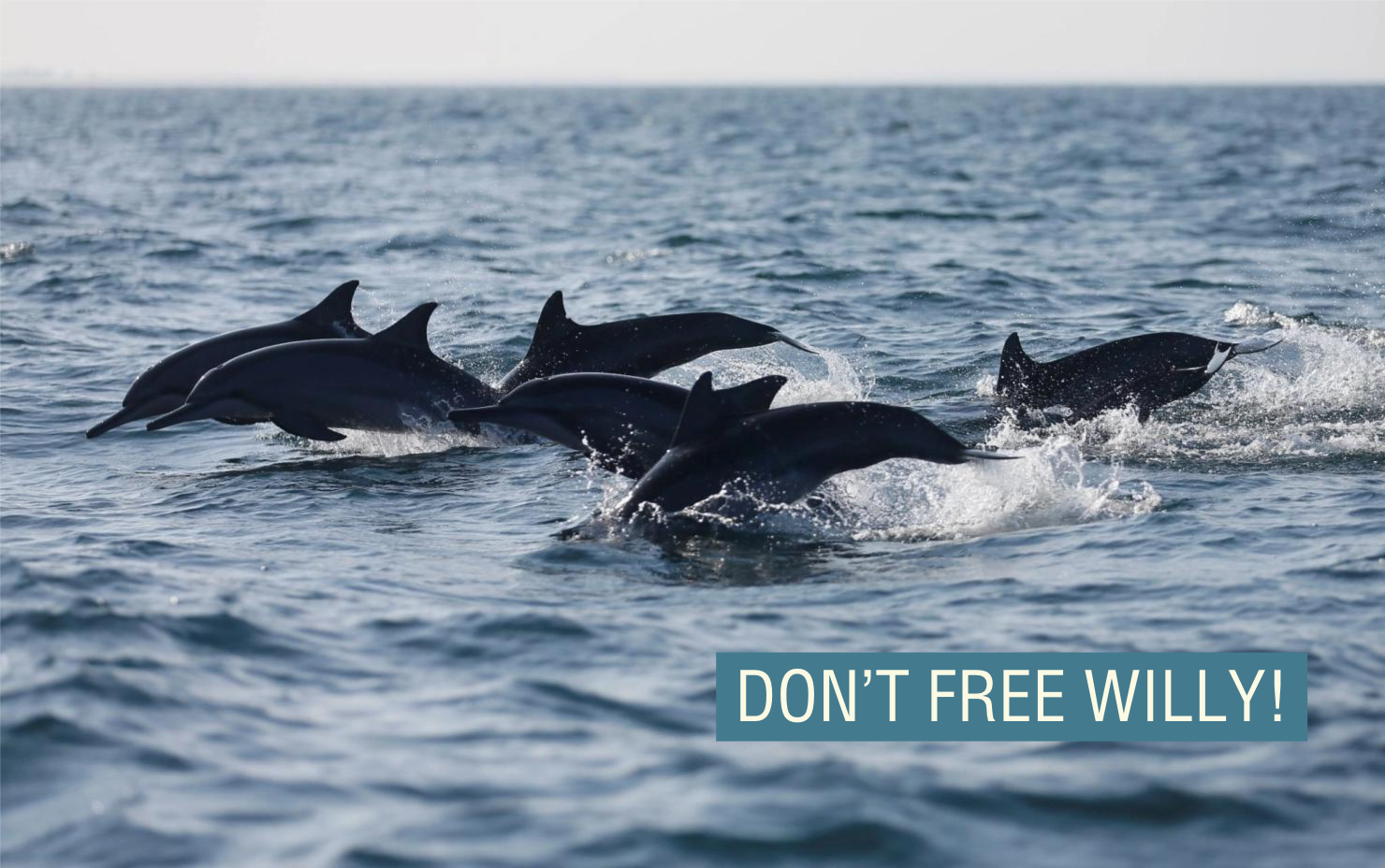  Dolphins swim in the sea in Kalpitiya, Sri Lanka.