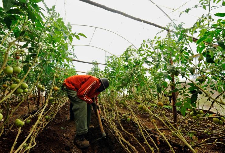 A farmer working ina greenhouse in Kenya.