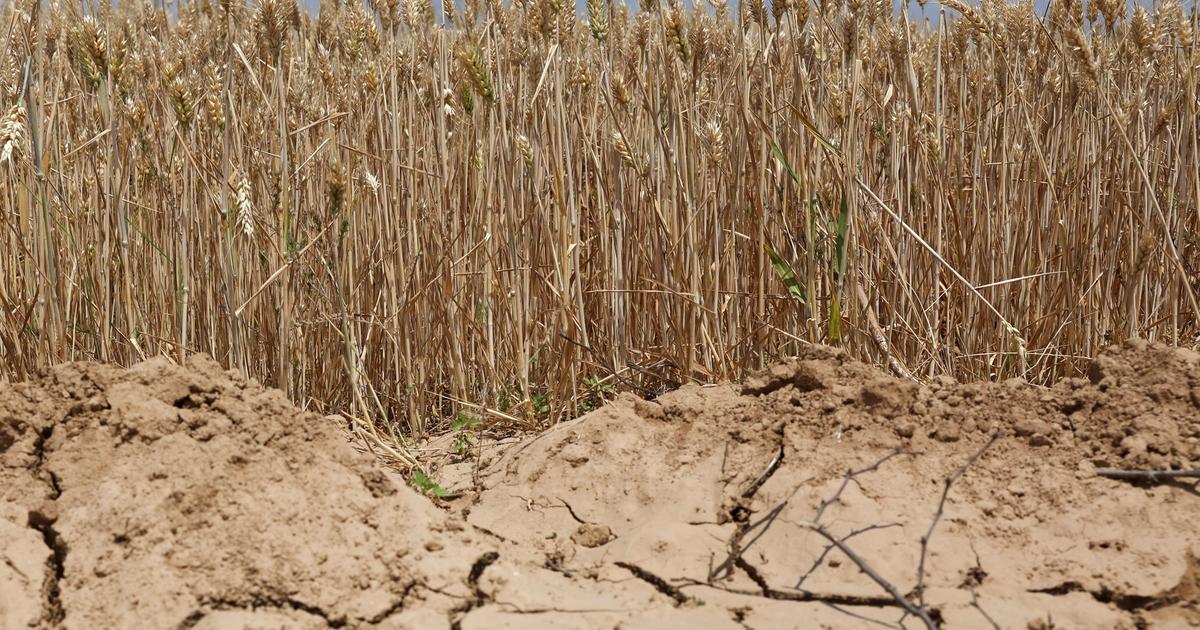 World must invest in drought resilience: OECD