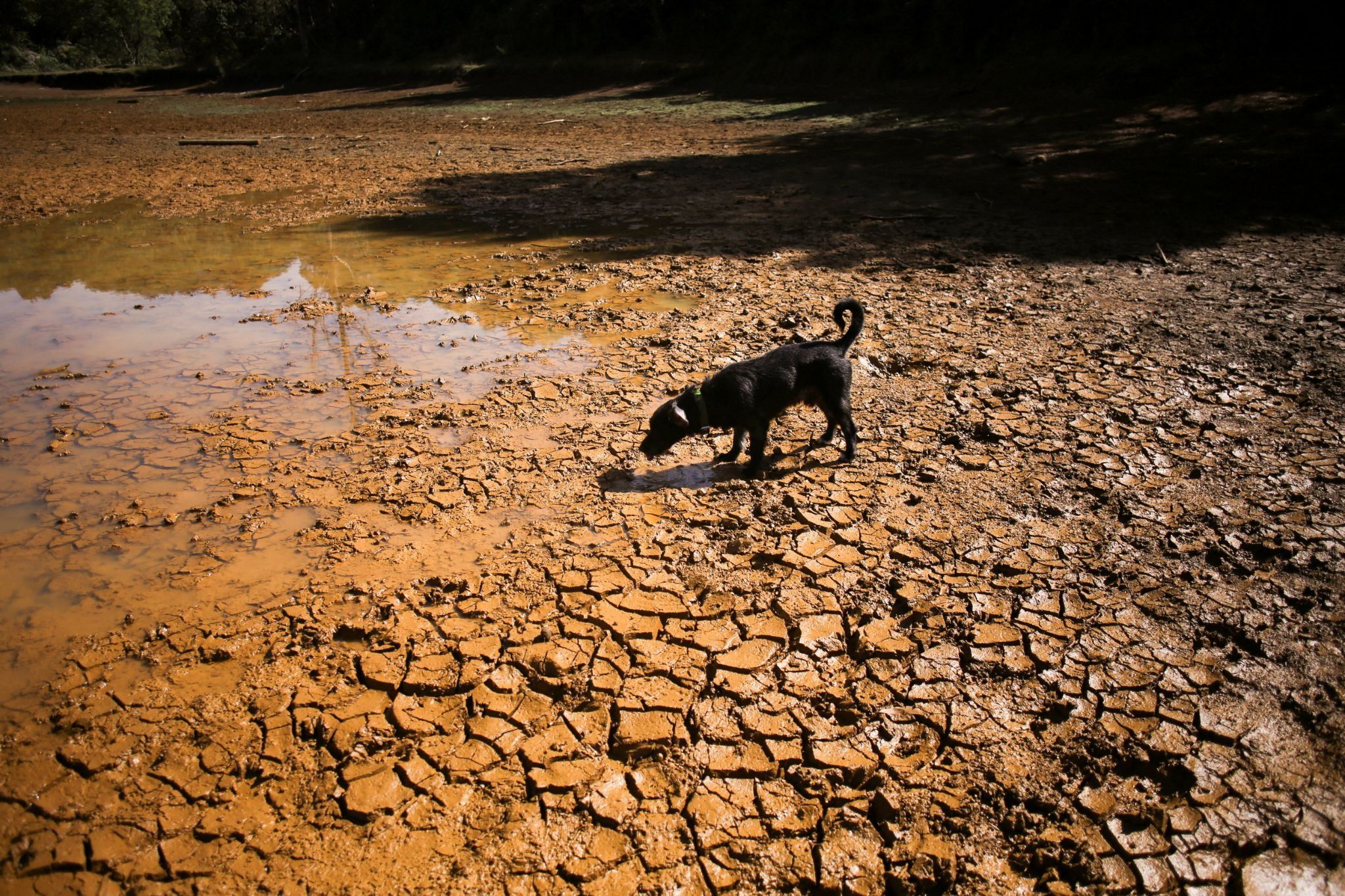  A dog walks on cracked ground at a dried up lagoon in Medellin, Colombia.