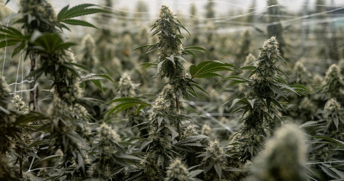 More Americans are smoking pot, poll finds