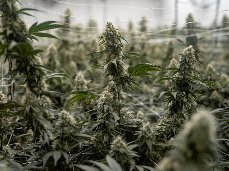 Cannabis plants
