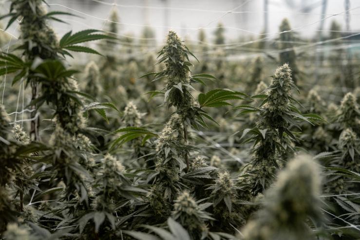 Cannabis plants