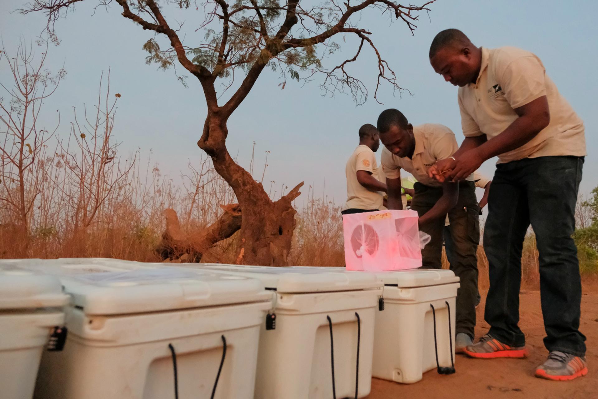 Entomologists from Target Malaria collect mosquitoes in the village of Bana, in Burkina Faso