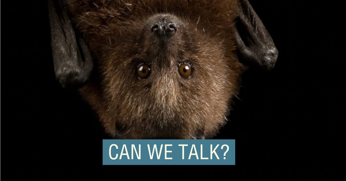 Communicate with animals, win millions: Inside the wild new world of AI prizes