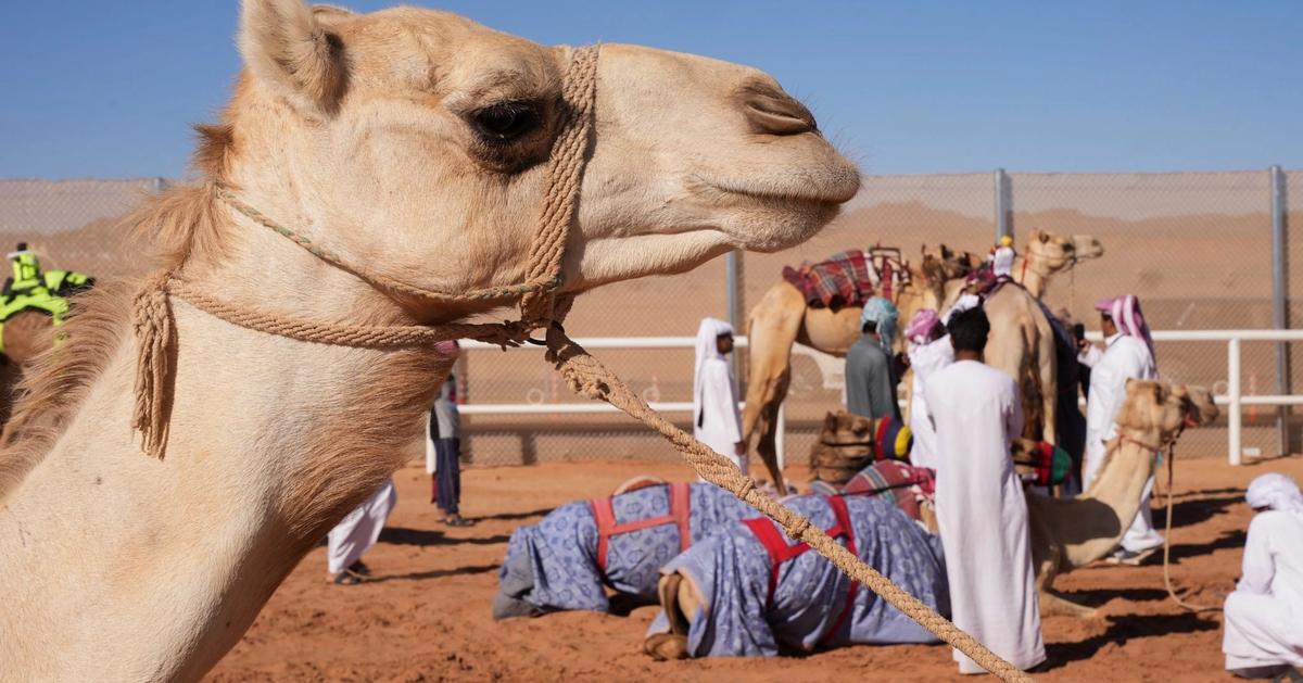 Saudi introduces regulations for camel renters - Semafor