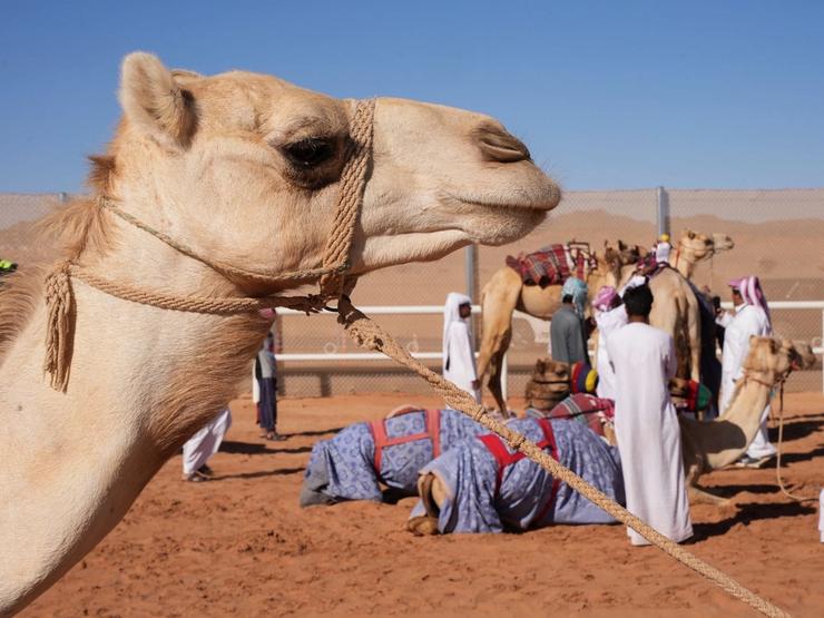 Camels stand ahead of the final race at a camel race course in AlUla, Saudi Arabia, March 17, 2023.
