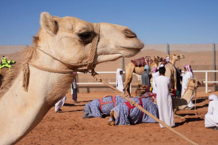 Camels stand ahead of the final race at a camel race course in AlUla, Saudi Arabia, March 17, 2023.