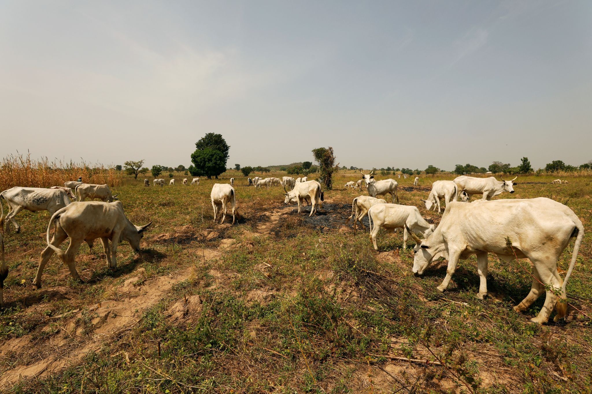 Cattle graze in a field in Nigeria.