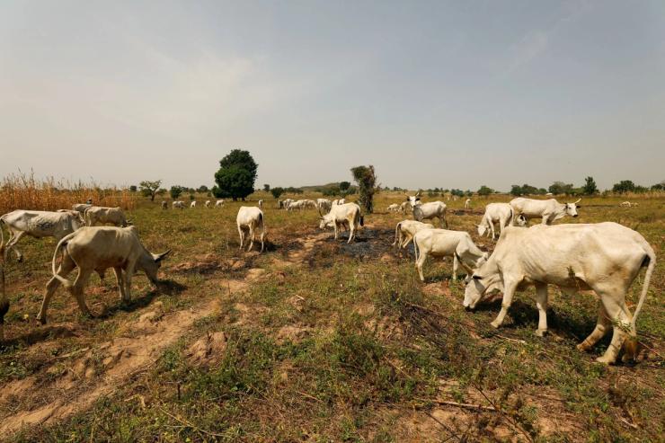 Cattle graze in a field in Nigeria.