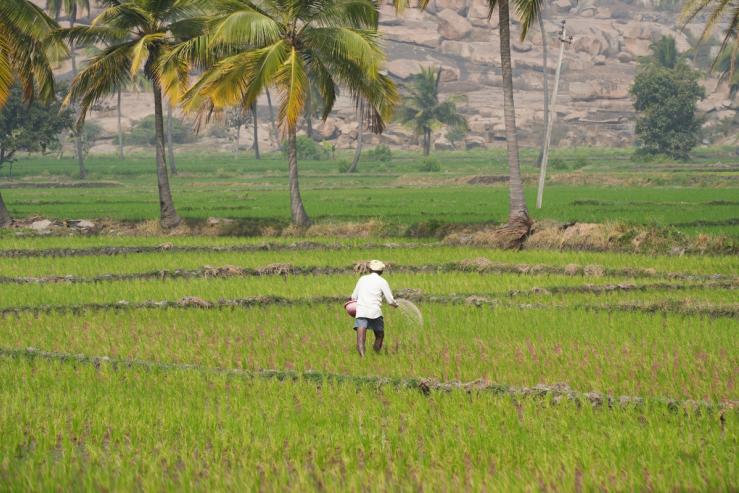 A rice farmer sows grains in the Indian village of Anegundi