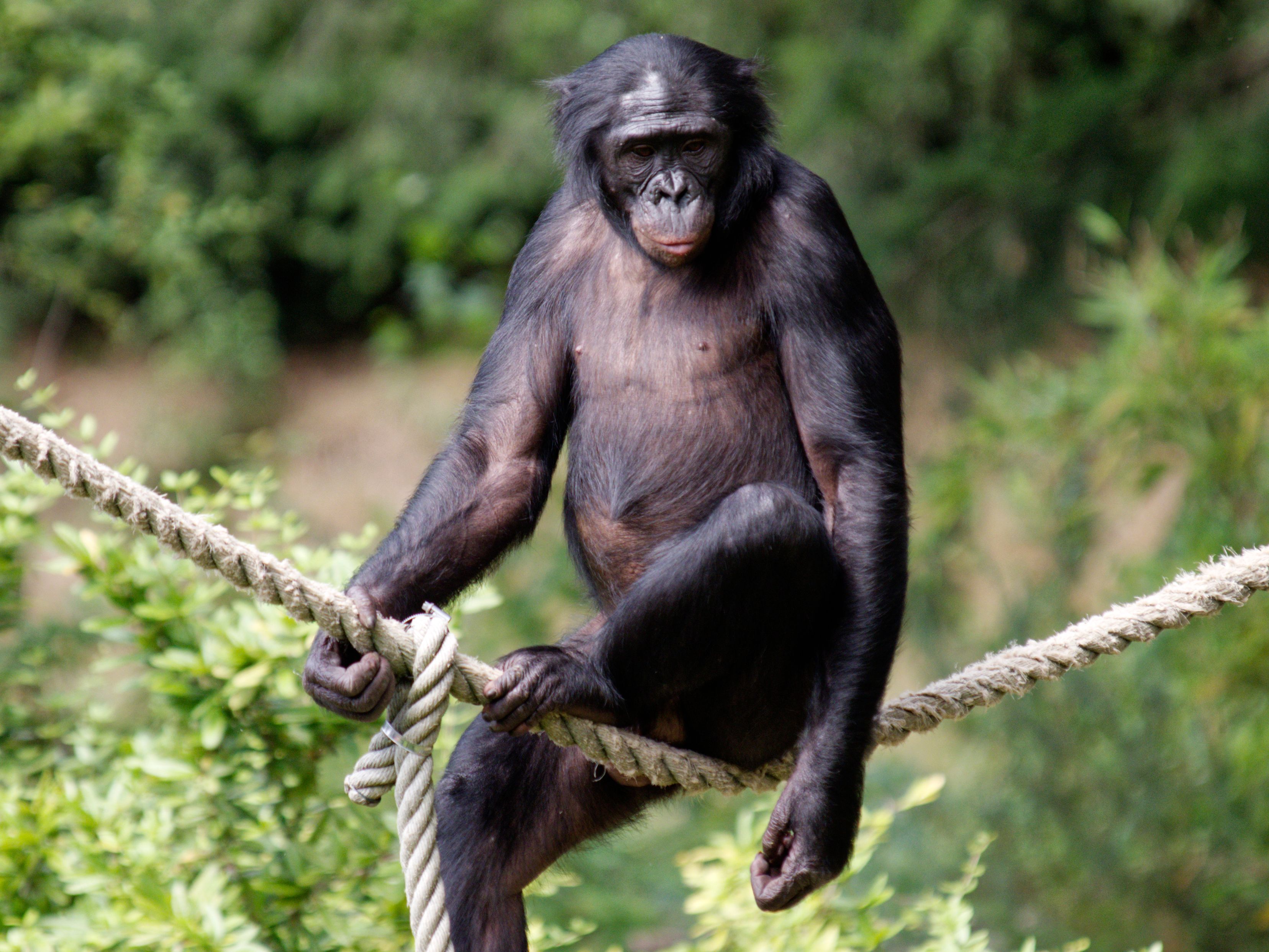 A bonobo
