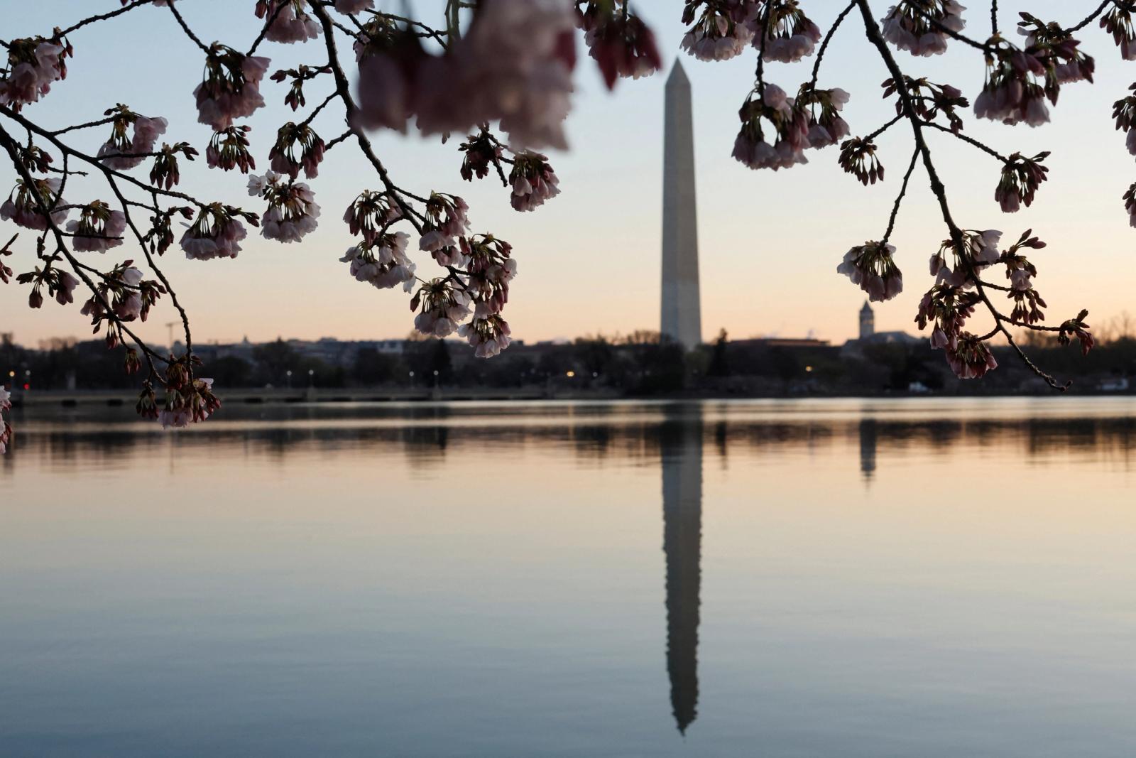 he Washington Monument is seen with cherry blossoms, which officials expect to reach their peak in the next few days, along the Tidal Basin in Washington, U.S. March 20, 2023. REUTERS/Jonathan Ernst